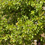 Defoliado de Bonsai