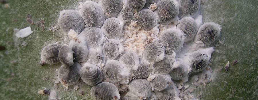 Enfermedades de Bonsai - Cochinilla