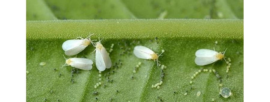 Enfermedades de Bonsai - Mosca Blanca