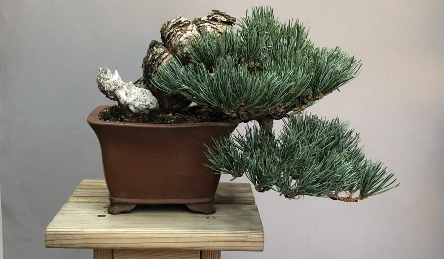 Bonsai Pino Shohin