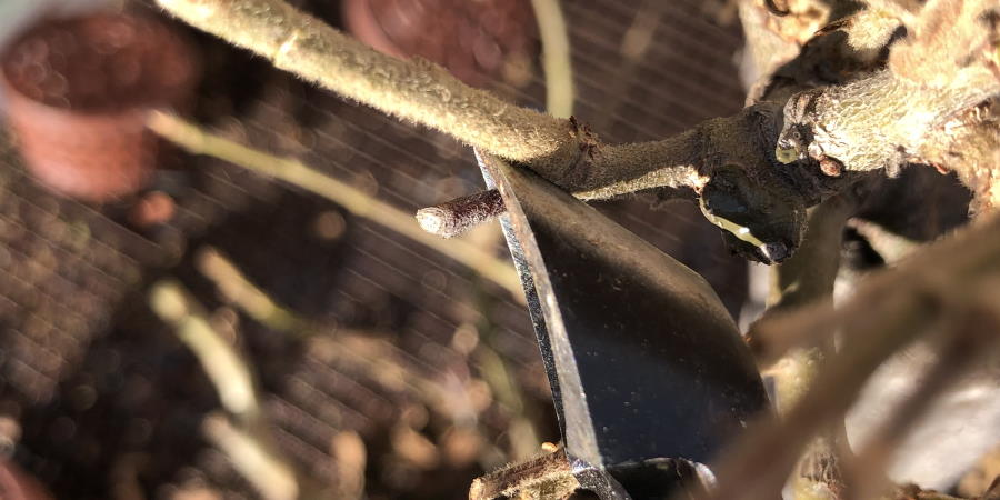 Limpieza de tocones con Podadora cóncava