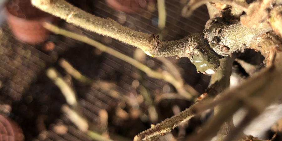 Limpieza de tocones con Podadora cóncava